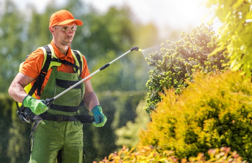 Eco-Friendly Pest Control: Effective Solutions without Harming the Environment
