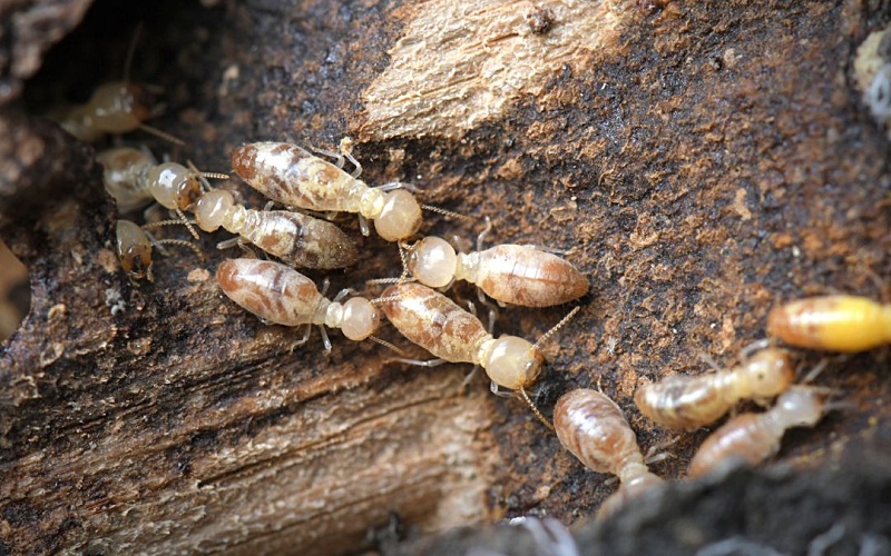 When Should I Treat My House For Termites?
