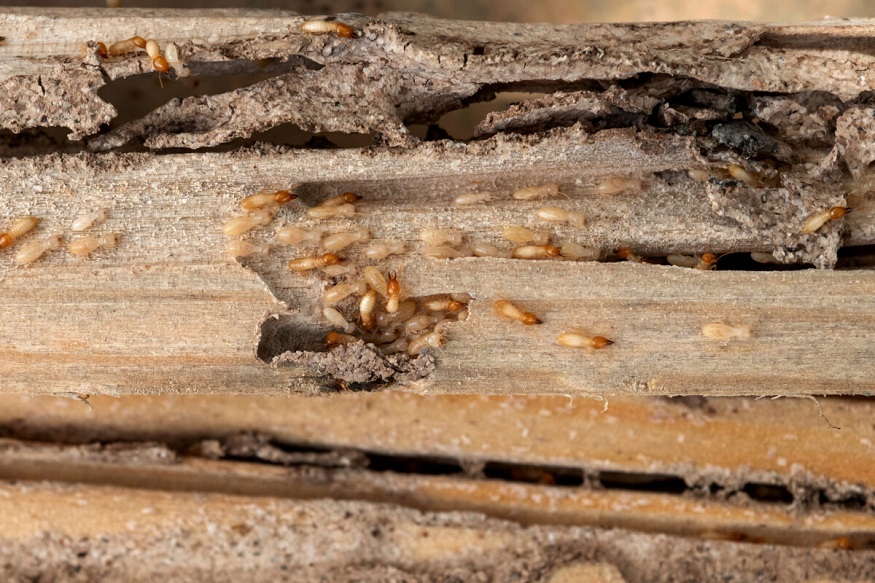 Top 10 Signs of a Termite Infestation in Your Home