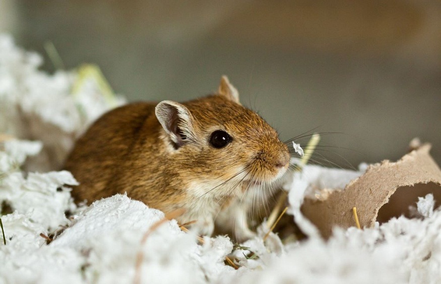 Voles vs. Mice: What You Need to Know!