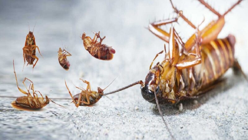 cockroach pest control